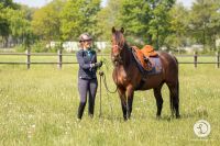 Suche Langzeit-Reitbeteiligung in Kaltenweide Niedersachsen - Langenhagen Vorschau