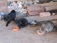 Tiefenbronn: ca.30 Katzen untere Brunnenstraße - spurlos VERMISST Baden-Württemberg - Wimsheim Vorschau