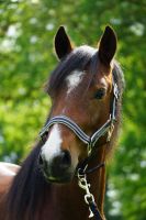 Shuja Welsh Cob sek. D Wallach Schleswig-Holstein - Tangstedt  Vorschau