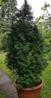 Thuja Smaragd Baden-Württemberg - Böblingen Vorschau