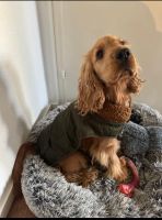 Cocker Spaniel Rüde sucht sein Zuhause Nordrhein-Westfalen - Werther (Westfalen) Vorschau