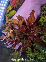 ⭐☘️❗Rarität❗Hygrophila sp. Bold Aquariumpflanzen Niedersachsen - Meppen Vorschau