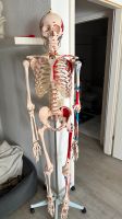 Anatomie Skelett Kreis Ostholstein - Bad Schwartau Vorschau