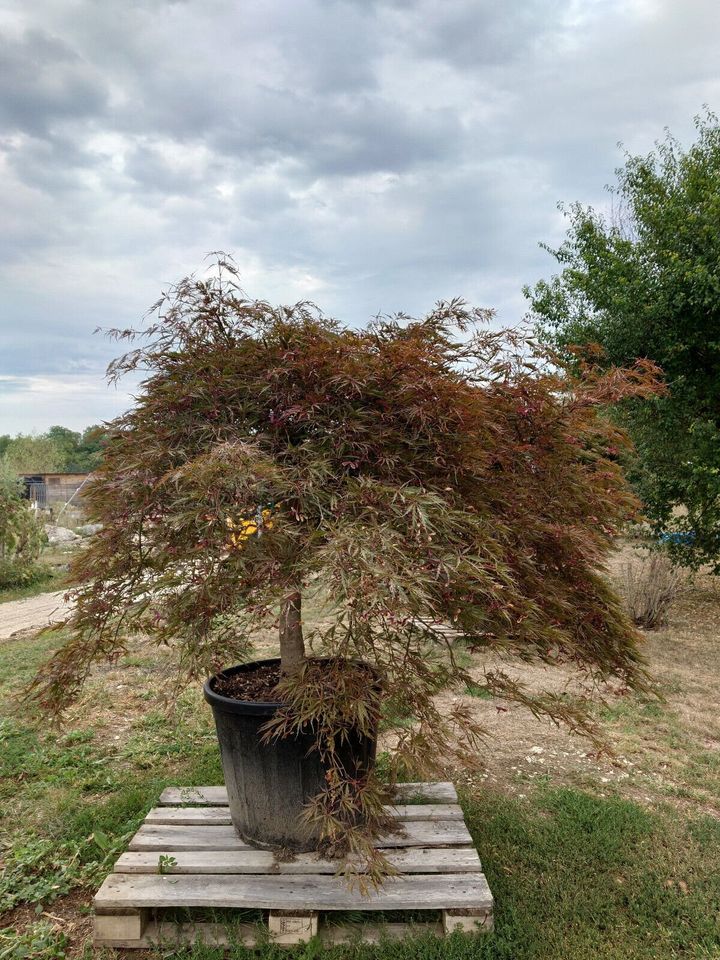 Fächerahorn Acer Palmatum inaba shidare (Nr. 2) in Ofterdingen