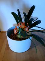 Clivia in Hydrokulur Bayern - Flossenbürg Vorschau