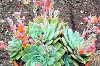 Echeveria, Fettblattrosette Pflanze Blume Ableger, blüht orange in Krumbach Schwaben