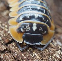 Armadillidium ruffoi „red skirt“ Asseln München - Au-Haidhausen Vorschau