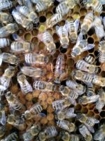 Bienen Brutwabenableger Jungvolk Carnica Brandenburg - Ludwigsfelde Vorschau