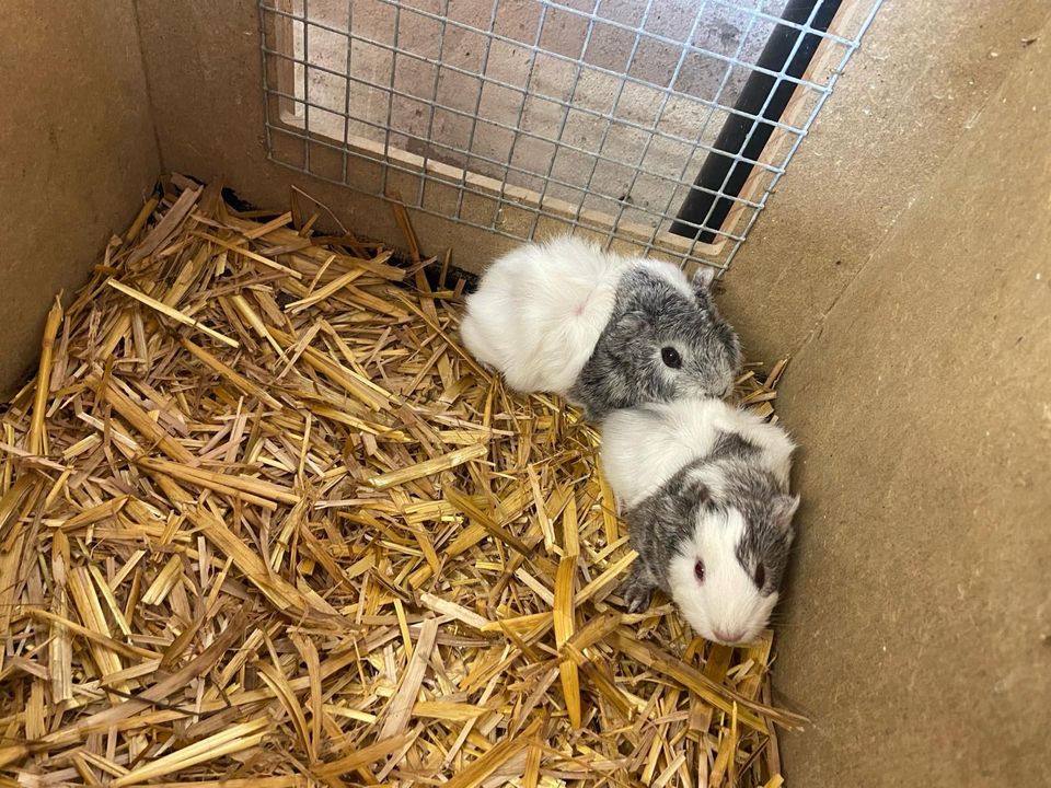 Meerschweinchen, Meeris, Weibchen +Männchen in Georgsmarienhütte