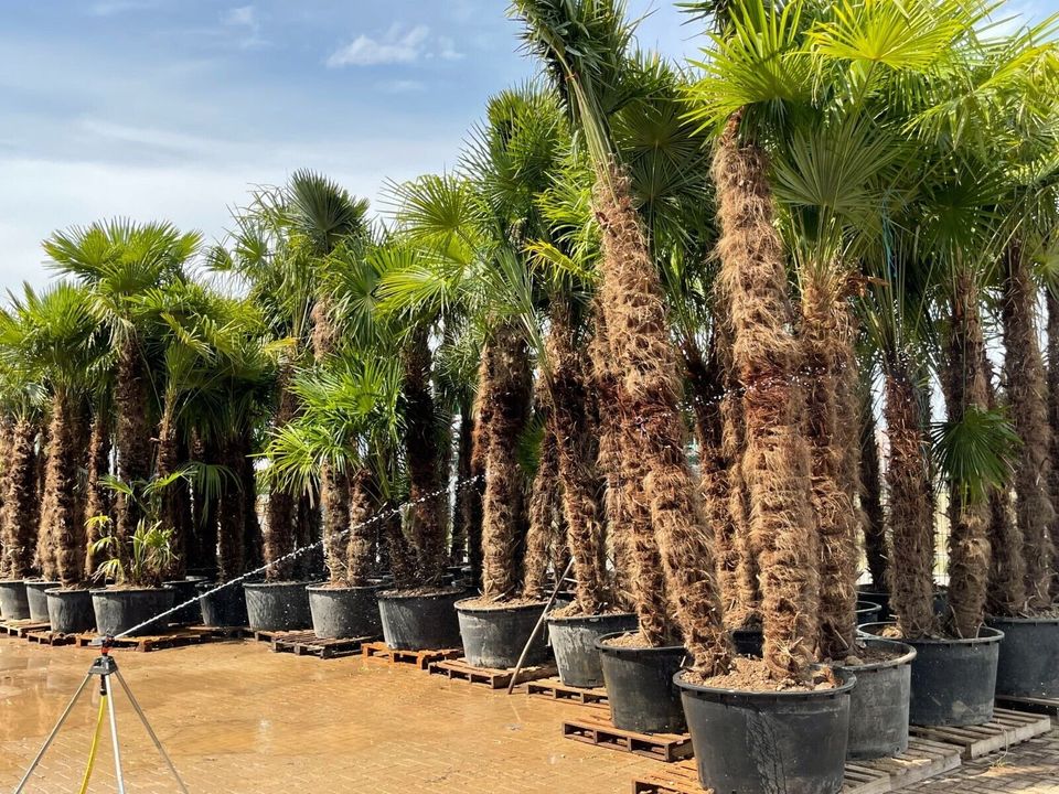 Trachycarpus Fortunei bis ca. 3,5 Meter Stammhöhe nur 349€ in Ettenheim