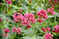 Rote Spornblume - Centranthus ruber - winterhart - Dauerblüher Baden-Württemberg - Sachsenheim Vorschau