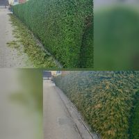 Heckenschnitt, Hecke schneiden /kürzen, Rückschnitt, Heckenpflege Bayern - Meitingen Vorschau