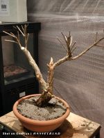 WhatsApp Gruppe Bonsai Hobby Baden-Württemberg - Brackenheim Vorschau