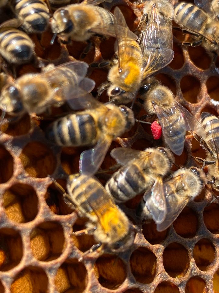 Bienen Bienenschwarm in Schönenberg-Kübelberg