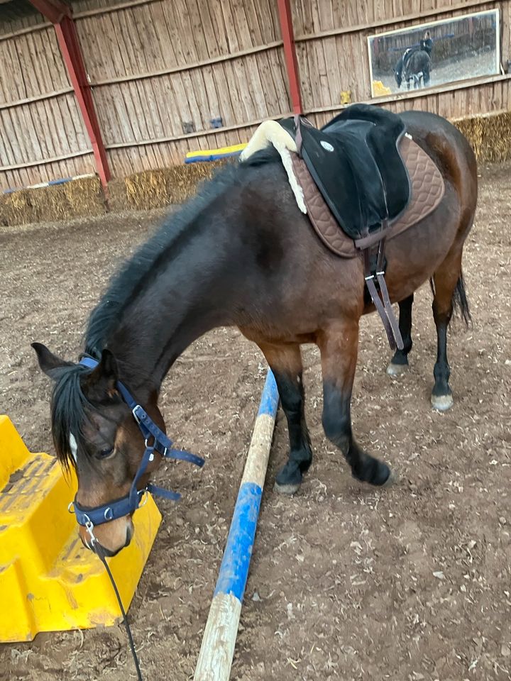 Wunderschöner Quarab Wallch (Quarterhorse x Araber) 4 Jahre in Flensburg