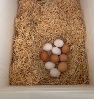 Täglich frische Eier Baden-Württemberg - Weikersheim Vorschau