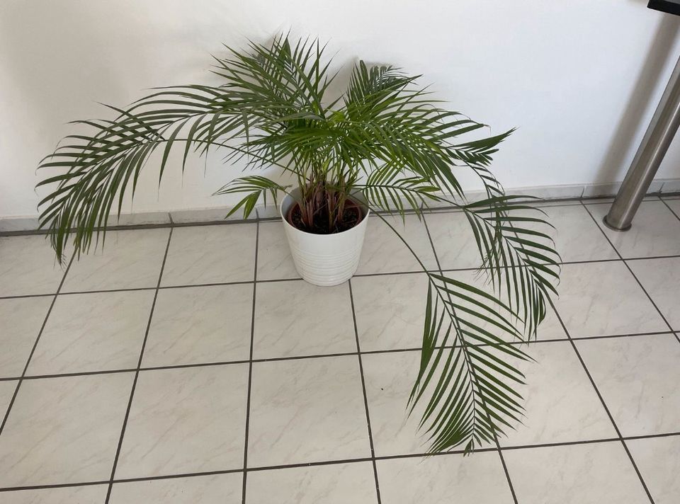 Pflanze Palme Luftverbesserer inkl. weisser Topf breite ca. 1,5 in Darmstadt