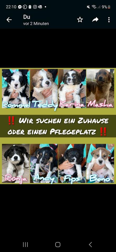 Pflegestellen für Welpen gesucht Tierschutz Verein Hund Hündin in München