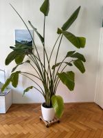 Große Zimmerpflanze Strelizie/Paradiesvogel mit Lechuza-Topf! Nürnberg (Mittelfr) - Mitte Vorschau