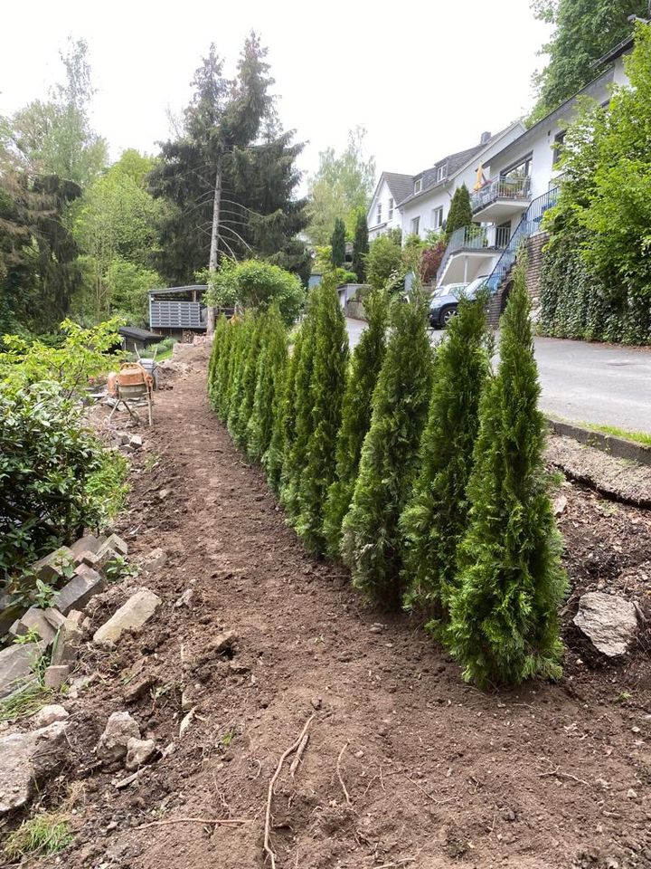 LEBENSBAUM THUJA SMARAGD BRABANT TOP HECKPFLANZEN in Kempten