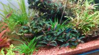 AQUARIUMPFLANZE BUCEPHALANDRA KEDAGANG BUCE AUFSITZERPFLANZE Nordrhein-Westfalen - Düren Vorschau