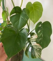 Monstera Variegata Pflanze Saarbrücken-Mitte - St Arnual Vorschau