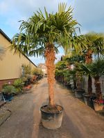 Trachycarpus Fortunei Chinesische Hanfpalme 200/225m Nordrhein-Westfalen - Oer-Erkenschwick Vorschau