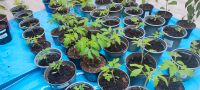 Tomatensetzlinge samenfest in Bio Qualität für 2,50€ Stuttgart - Vaihingen Vorschau