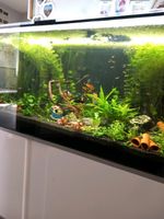 Aquariumpflanzen Thüringen - Uder Vorschau