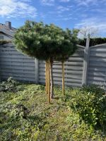 Schwarzkiefer Brepo (Pinus nigra Brepo) Bonn - Bad Godesberg Vorschau