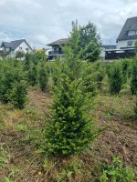 Eibe (Taxus baccata) Baumschule Nordrhein-Westfalen - Meschede Vorschau