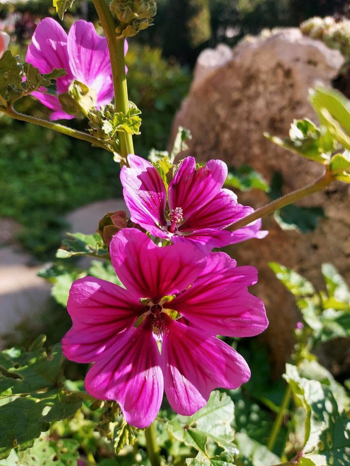 Malven Jungpflanzen pink in Neresheim