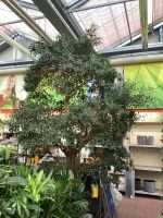 Ficus Nitida Chinesische Feige Baum Pflanze chinesischen Feigen Hessen - Rüsselsheim Vorschau