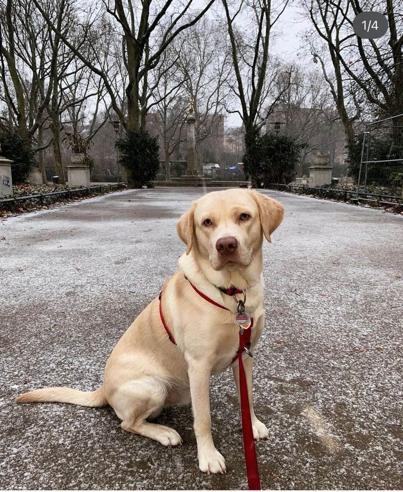 Einzel Hundebetreuung Urlaubsbetreuung in Berlin