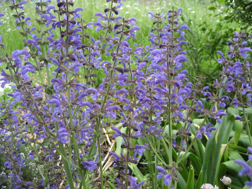 Bodendecker Storchschnabel, Gartenstauden, Sommerblumen etc. in Recklinghausen