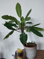 Spuckpalme Euphorbia leuconeura Madagaskar Juwel Berlin - Schöneberg Vorschau