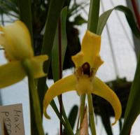 Orchidee - Maxillaria porphyrostele Thüringen - Münchenbernsdorf Vorschau