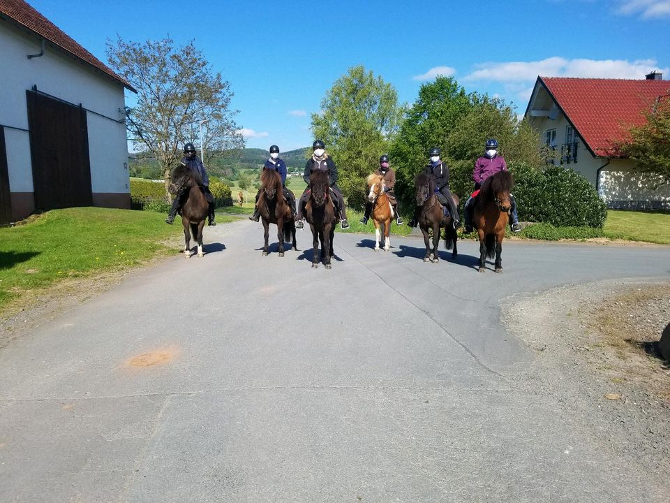 Reitbeteiligungen auf meinen Isländern in Münchhausen