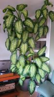 Dieffenbachia Berlin - Tempelhof Vorschau