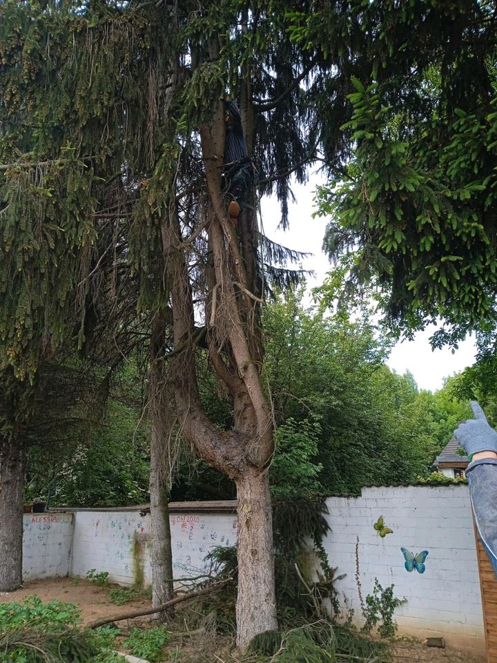 Baum fällen,schneiden, kürzen,baumschnitt in Wesseling