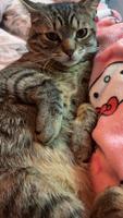 Verkaufe schweren Herzen meinen Kater Hamburg - Harburg Vorschau
