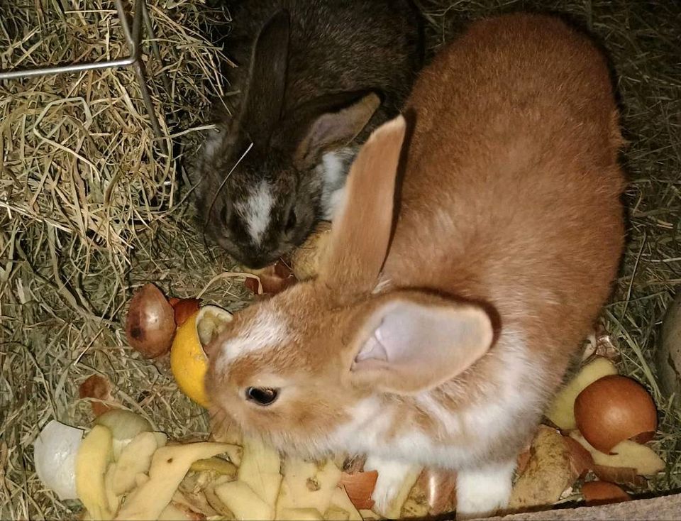 Hasen Kaninchen Alt und Jungtiere männlich weiblich in Walldorf