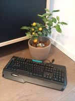 Logitech G910 Tastatur Leipzig - Kleinzschocher Vorschau