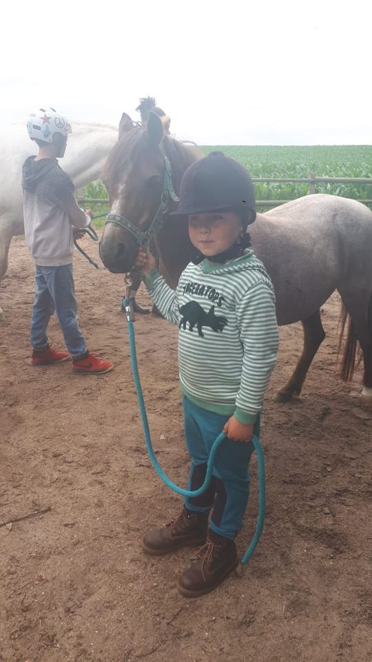 Pony - Führerschein in den Ferien in Sören