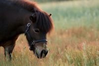 Ponyreiten Shetty Ferienprogramm Spaß Geburtstag Kind Baden-Württemberg - St. Leon-Rot Vorschau