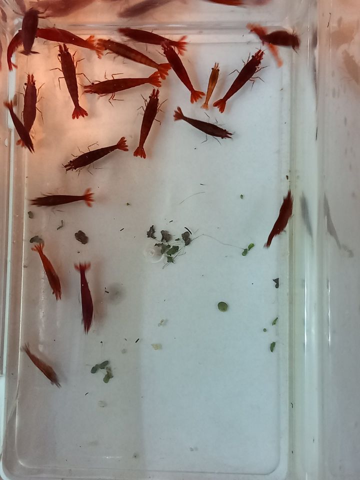 Biete Zwerggarnelen / Neocaridina / Rot,Gelb Blau in Grimma