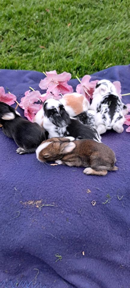 Kaninchen Babys Zwergwidder Löwenkopf Zwergkaninchen in Geldern