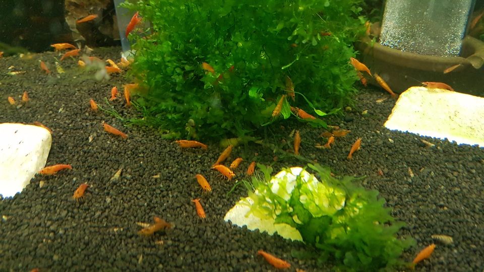 10 Stk. schöne bunte Mix Garnelen Neocaridina in Essen