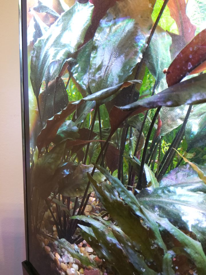 ¡Echte ;-)  Cryptocoryne cordata var. blassii! in Magdeburg