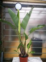 Strelizie Paradiesvogelblume Strelizia nicolai ca. + 200 cm Niedersachsen - Haßbergen Vorschau